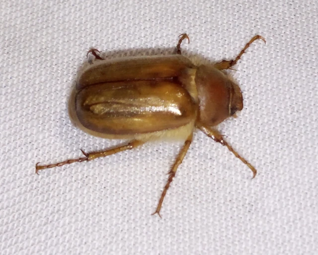 Rhizotrogus aestivus - tavaszvégi cserebogár
