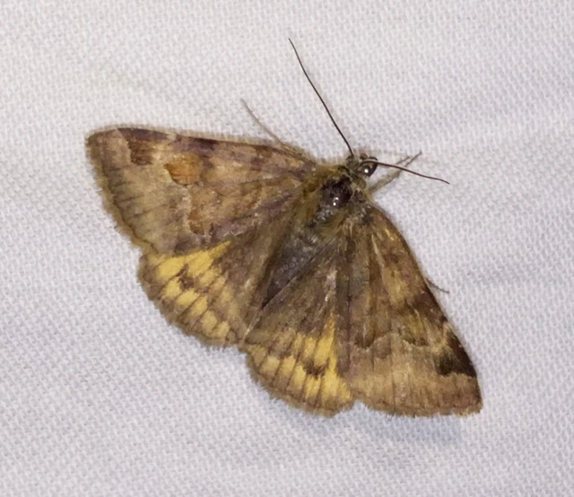 Euclidia glyphica - közönséges nappalibagoly
