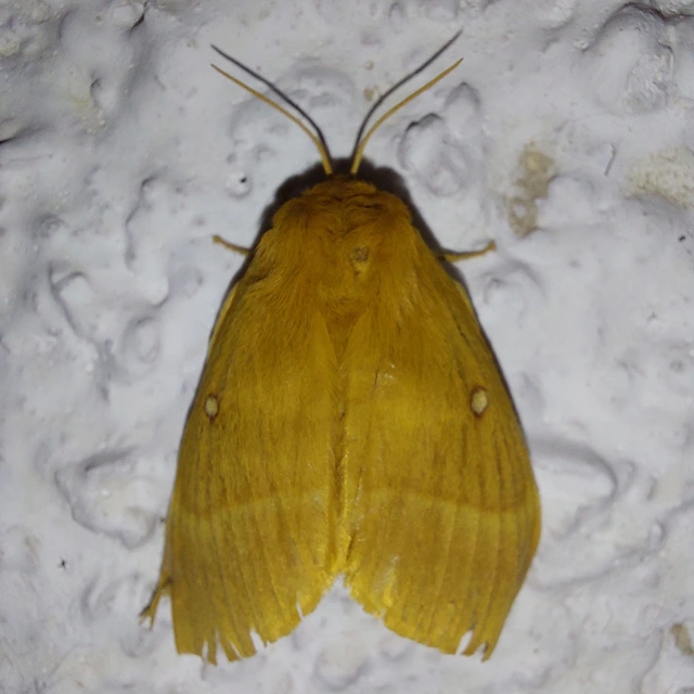 Lasiocampa quercus - tölgyfaszövő