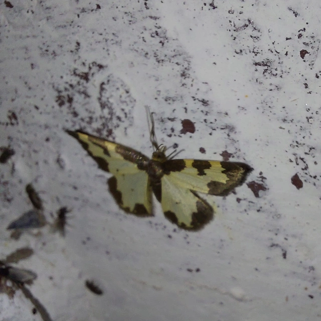 Lomaspilis marginata - szegélyes nyárfaaraszoló