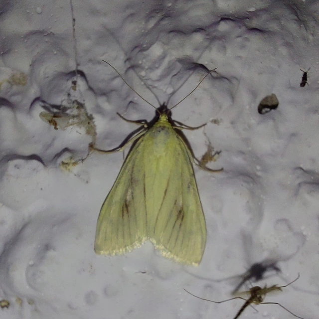Sitochroa palealis - kénszárnyú dudvamoly