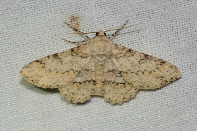 Ascotis selenaria - holdas faaraszoló