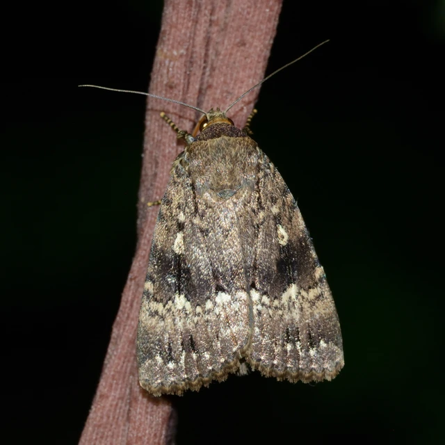 Amphipyra berbera/pyramidea