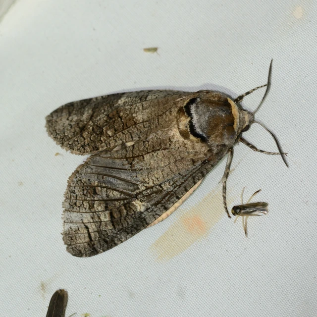 Cossus cossus - fűzfarontólepke