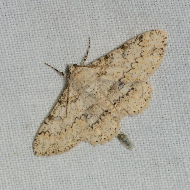 Ascotis selenaria - holdas faaraszoló