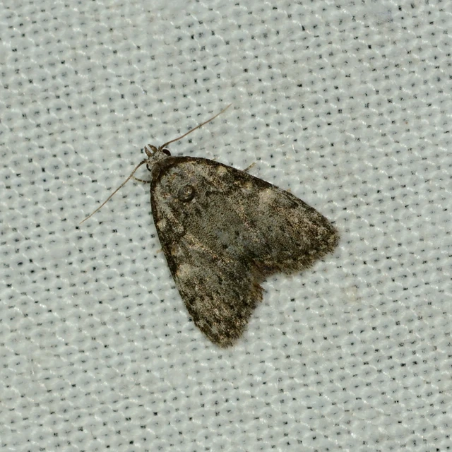 Meganola strigula - hamvas pamacsosszövő