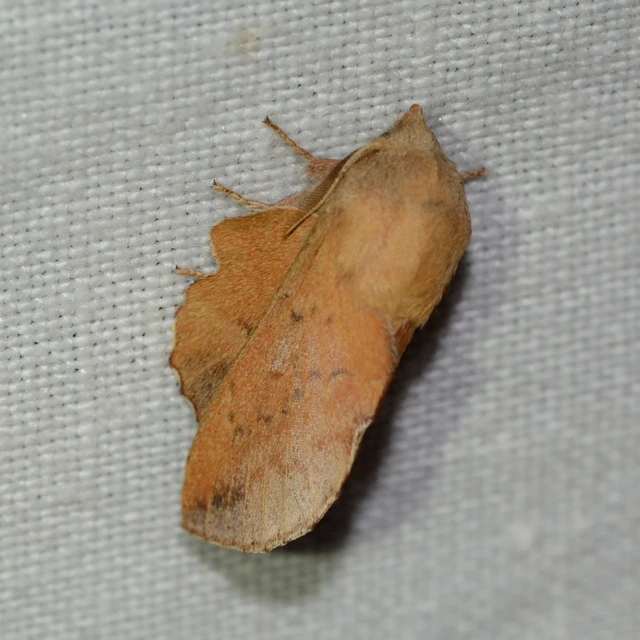 Phyllodesma tremulifolia - nyárlevélpohók