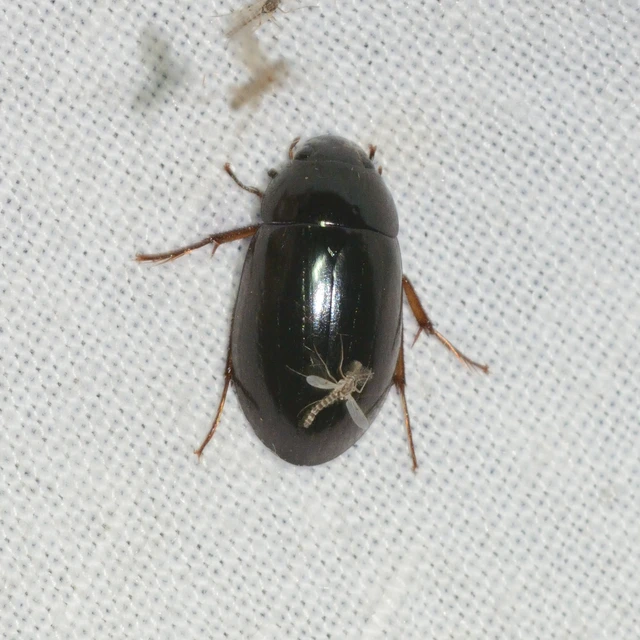 Hydrochara