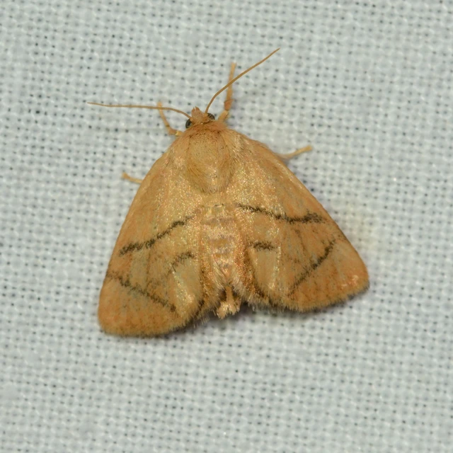 Apoda limacodes - kagylólepke