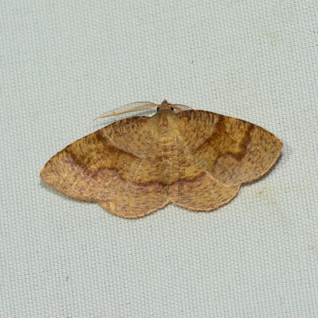Plagodis pulveraria - szemcsés araszoló