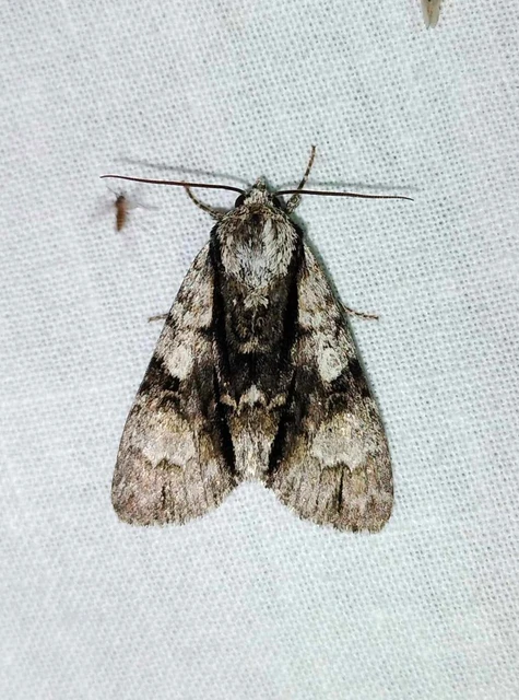 Acronicta alni - éger-szigonyosbagoly