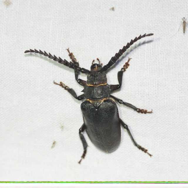 Prionus coriarius - csőszcincér