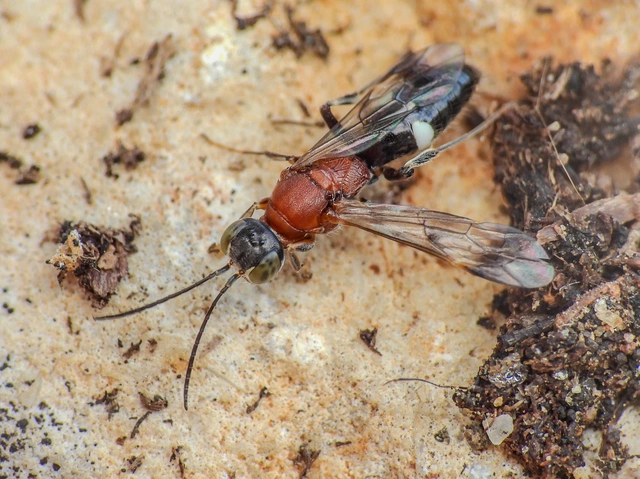Alysson tricolor