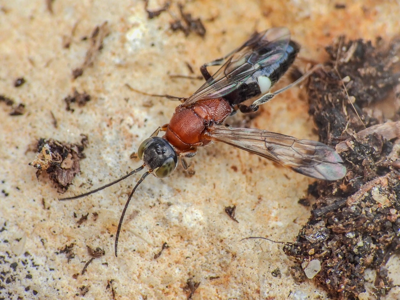 Alysson tricolor