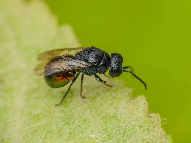 Omalus biaccinctus