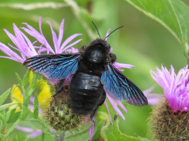 Hymenoptera - Hártyásszárnyúak
