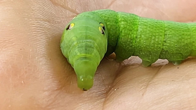 Deilephila elpenor - szőlőszender