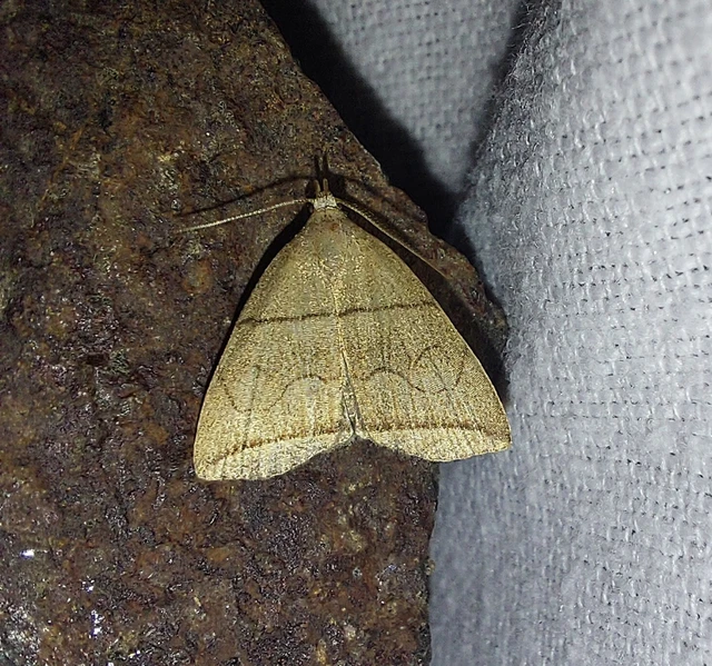 Herminia grisealis - ligeti karcsúbagoly