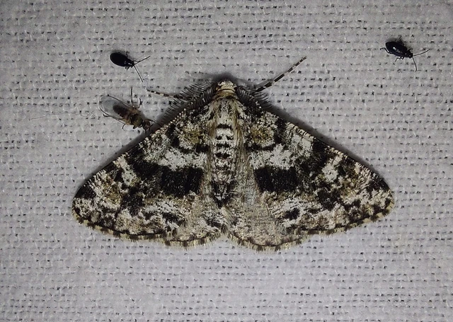 Fagivorina arenaria - bükkfaaraszoló