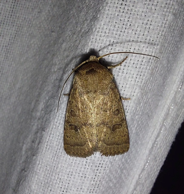 Hoplodrina octogenaria - barna selymesbagoly