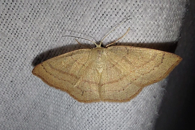 Cyclophora linearia - vonalas pettyesaraszoló