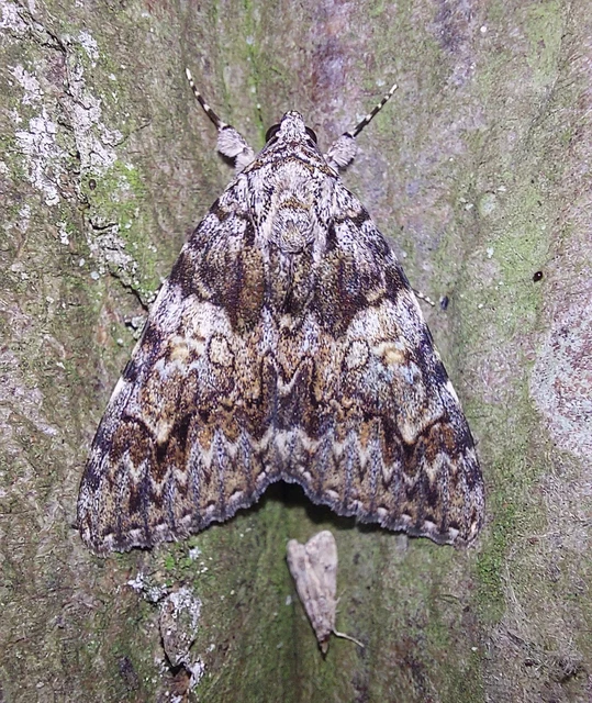Catocala promissa - kis tölgyfa-övesbagoly