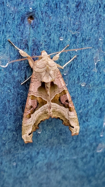 Phlogophora meticulosa - vándorló csipkésbagoly