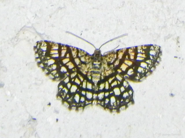 Chiasmia clathrata - rácsos rétiaraszoló