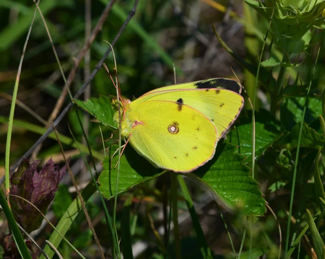 Colias hyale - kéneslepke