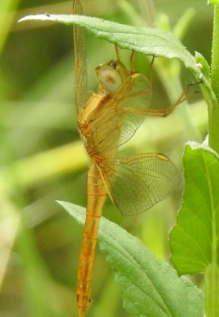 Crocothemis erythraea - skarlát szitakötő