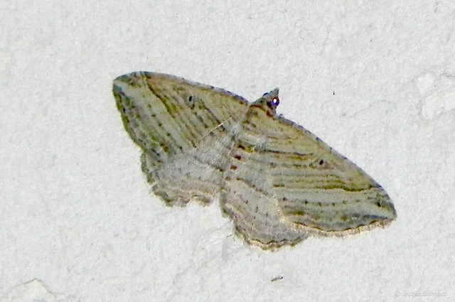 Costaconvexa polygrammata - soksávú araszoló