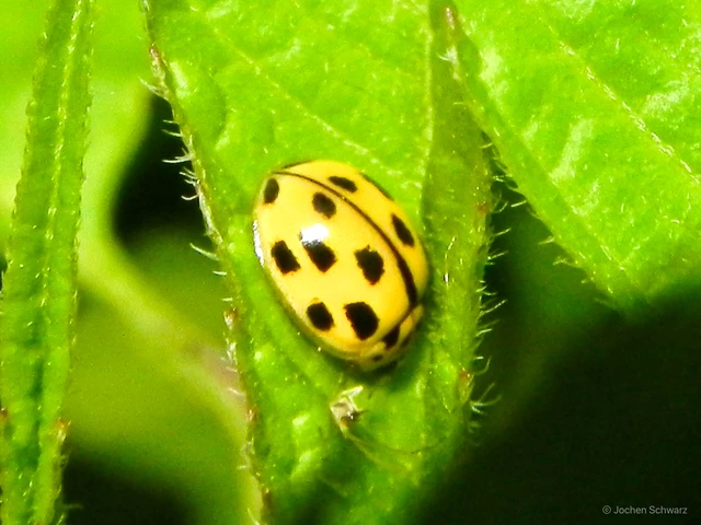 Propylea quatuordecimpunctata - tizennégypettyes füsskata