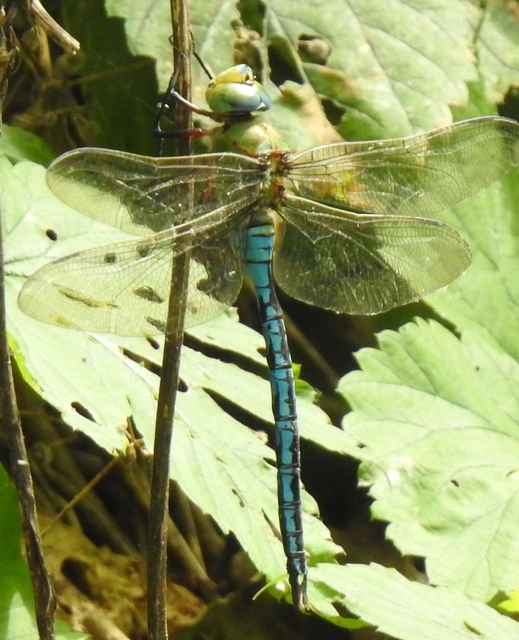 Anax imperator - zöld óriásacsa