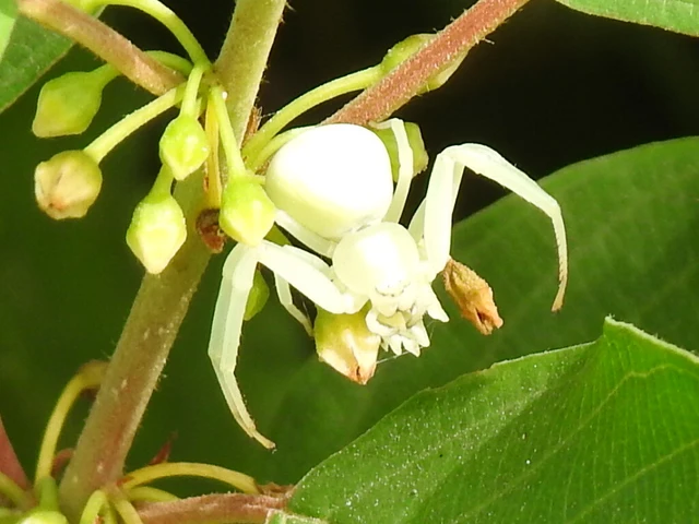 Misumena vatia - viráglakó karolópók