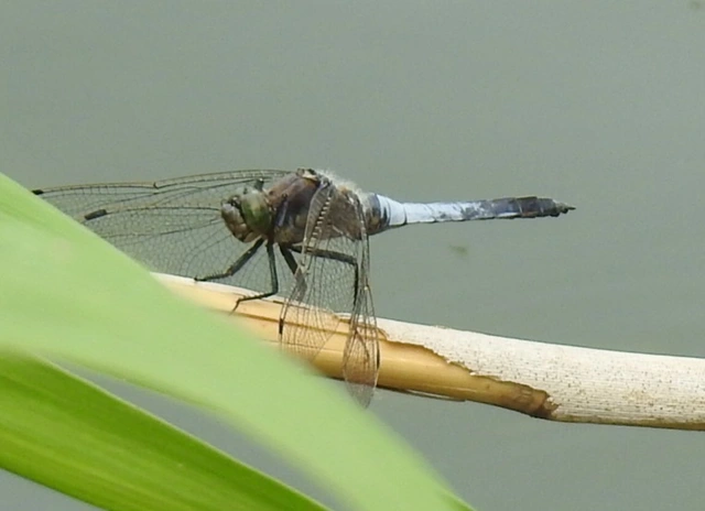 Orthetrum cancellatum - feketefarkú pásztorszitakötő