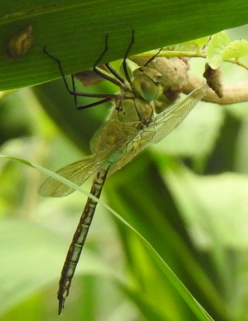 Anax parthenope - barna óriásacsa