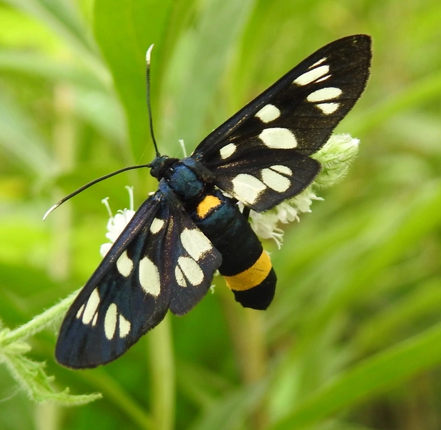 Amata phegea - fehérpettyes álcsüngőlepke