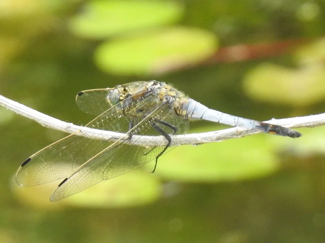 Orthetrum cancellatum - feketefarkú pásztorszitakötő