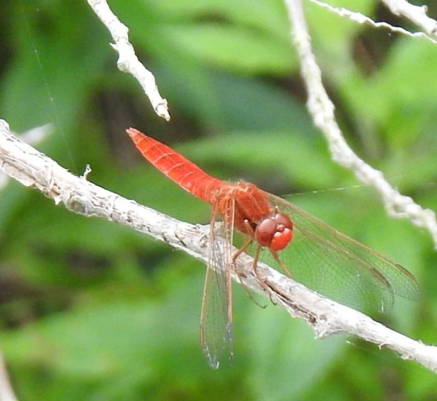Crocothemis erythraea - skarlát szitakötő
