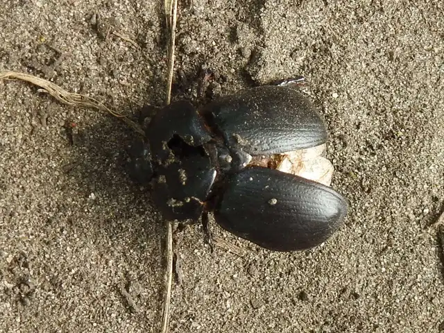 Pentodon idiota - butabogár