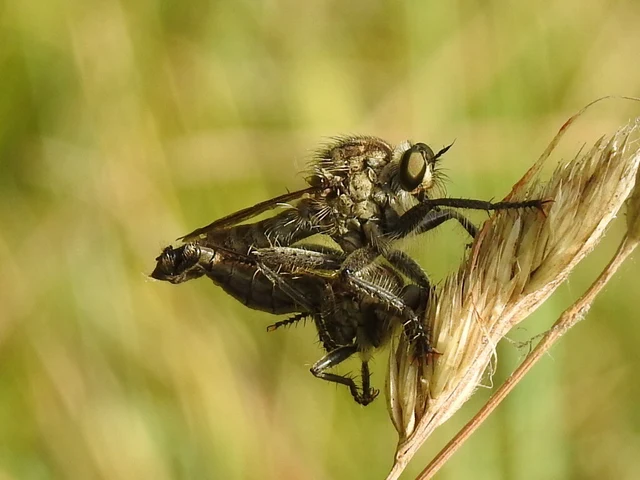 Asilinae