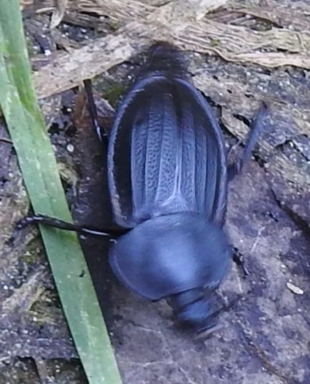 Silpha obscura - közönséges dögbogár