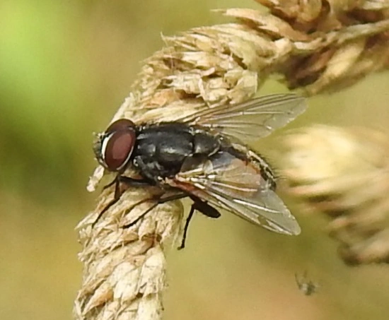 Muscidae - igazi legyek