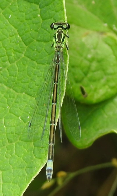 Coenagrion pulchellum - karcsú légivadász