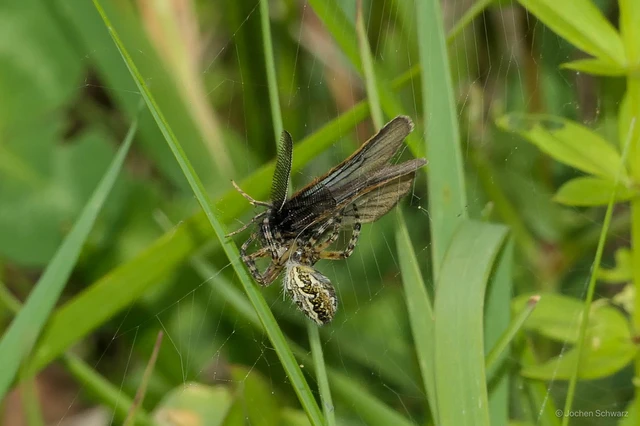 Aculepeira ceropegia - hegyi fehérsávos-keresztespók