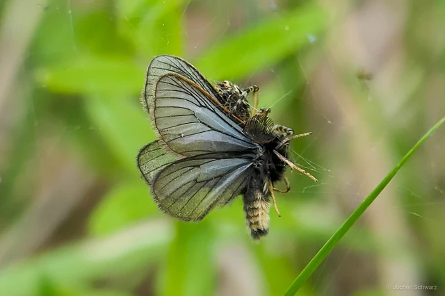 Pentophera morio - réti gyapjaslepke