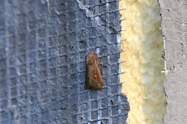 Mythimna albipuncta - fehérpettyes rétibagoly