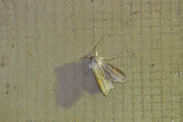 Cucullia balsamitae - homoki csuklyásbagoly