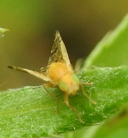 Tephritidae - fúrólégyfélék