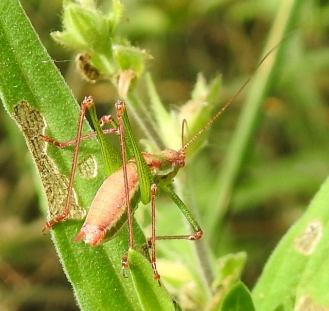 Leptophyes albovittata - közönséges virágszöcske